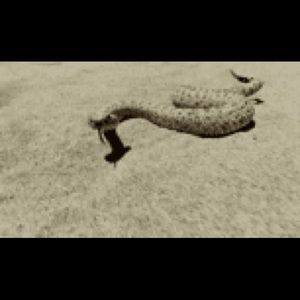 Meet your Posher, Marisa